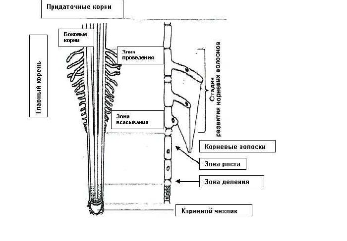 Минеральное питание растений