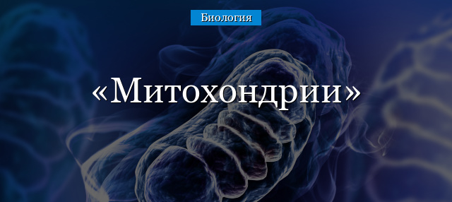 Митохондрии