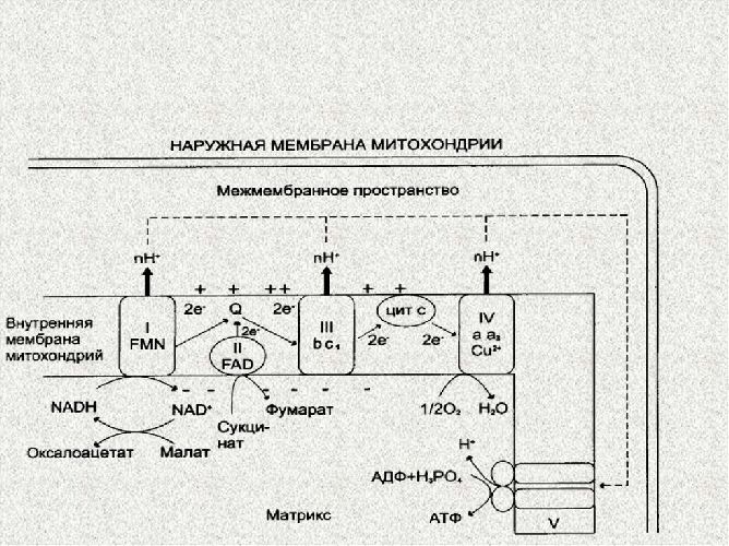 Митохондрии