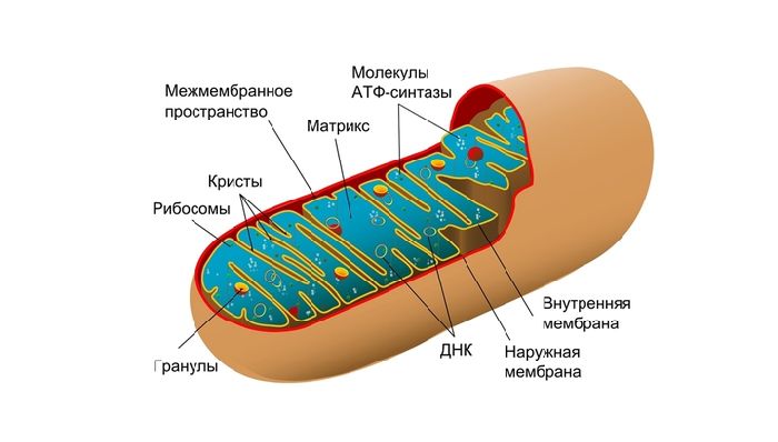 Митохондрии