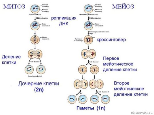 Митоз и мейоз – кратко и понятно об отличиях