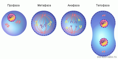 Митоз – значение и стадии