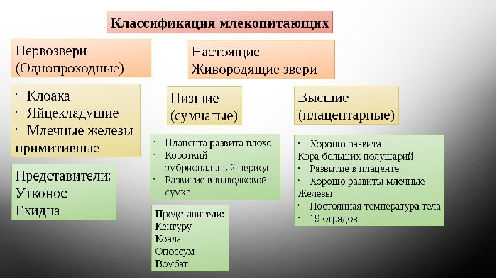 Млекопитающие