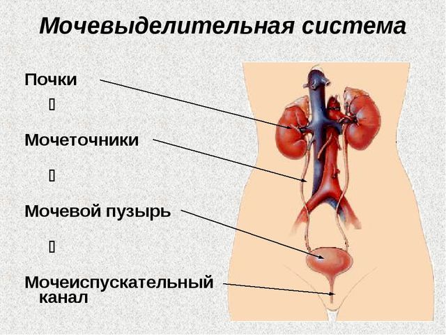 Мочевыделительная система