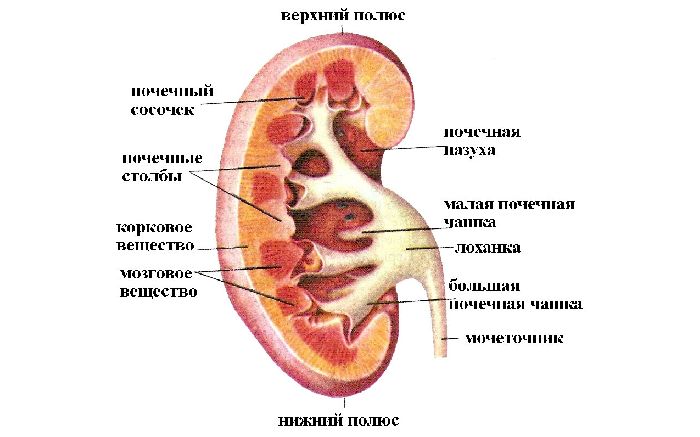 Мочевыделительная система