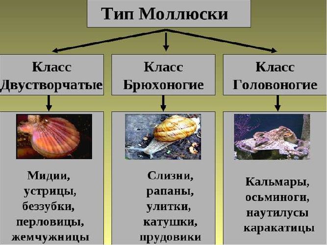 Моллюски