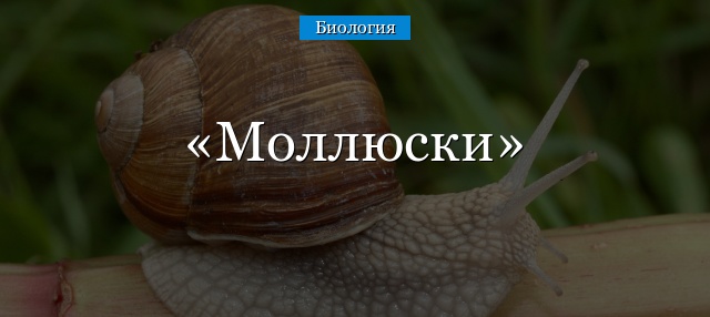 Моллюски