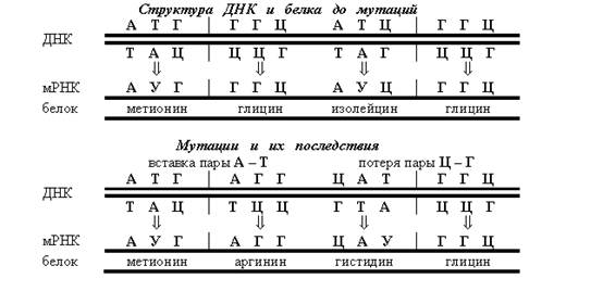 Мутационная изменчивость