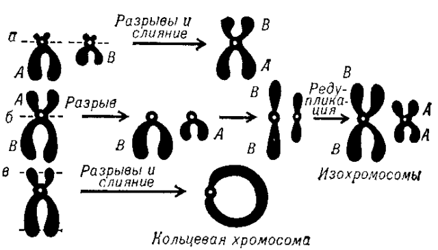 Мутационная изменчивость