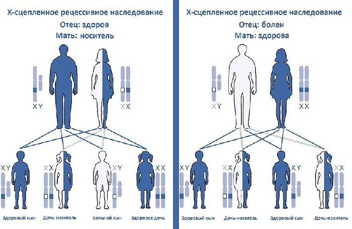 Наследование, сцепленное с полом