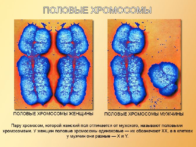 Наследование, сцепленное с полом