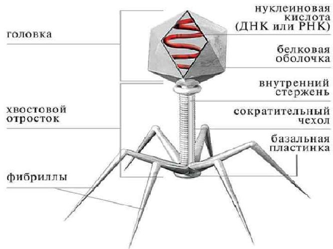 Неклеточная форма жизни