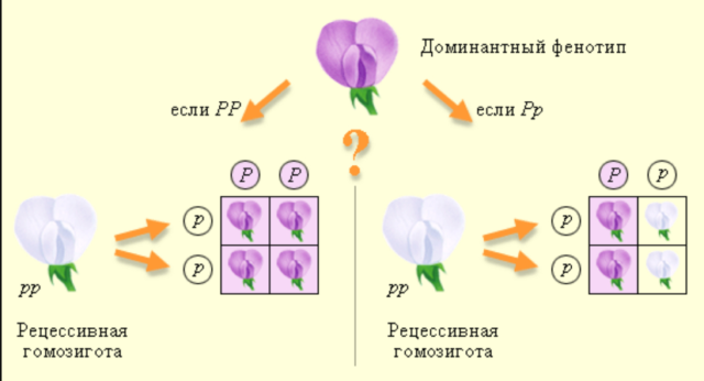 Неполное доминирование