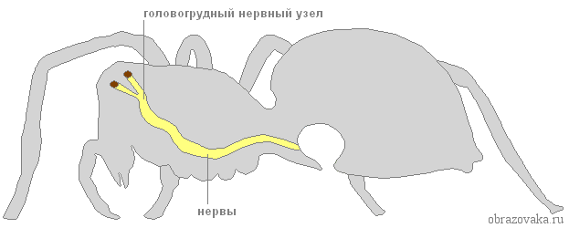 Нервная система членистоногих