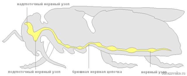 Нервная система членистоногих