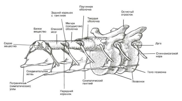 Нервная система млекопитающих