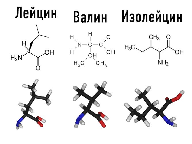 Незаменимые аминокислоты