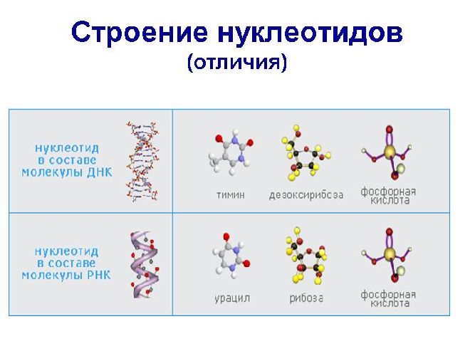 Нуклеиновые кислоты