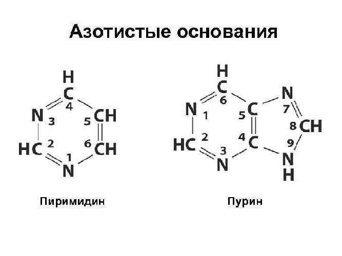 Нуклеиновые кислоты