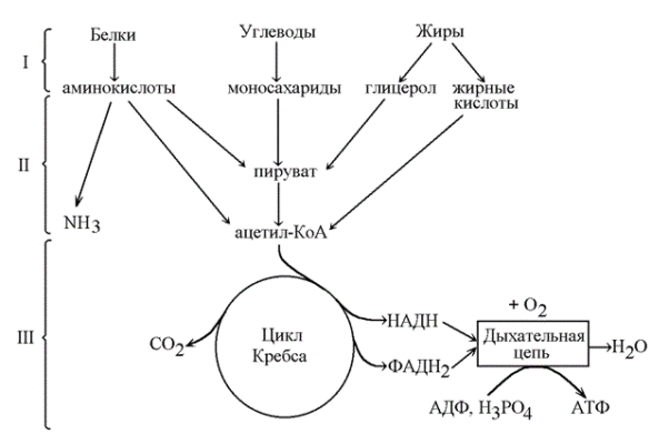 Обмен веществ и энергии в клетке