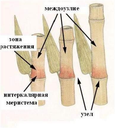 Образовательная ткань растений