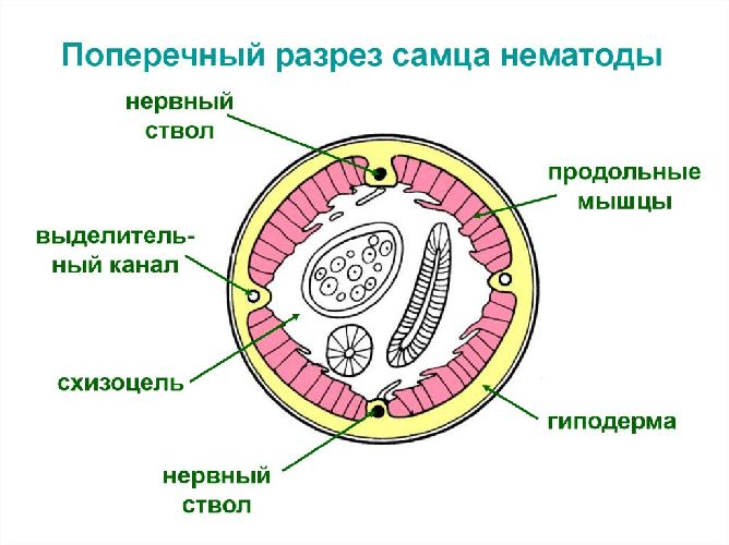 Общая характеристика круглых червей