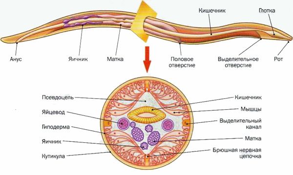 Общая характеристика круглых червей