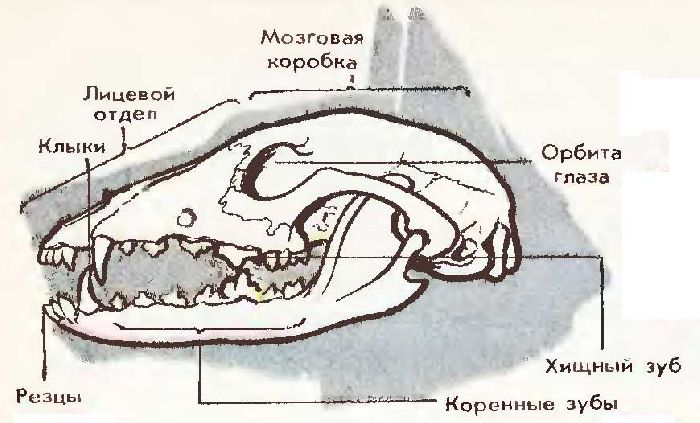 Общая характеристика млекопитающих