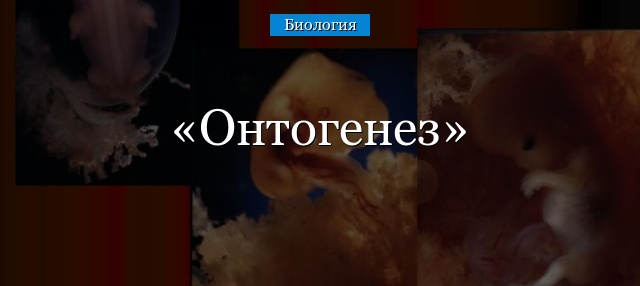 Онтогенез