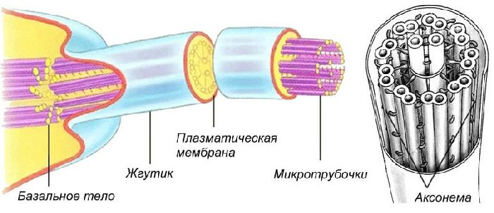 Органоиды движения