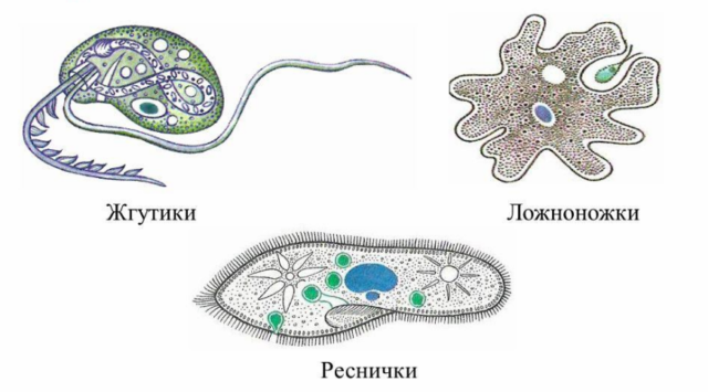 Органоиды движения