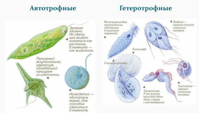 Органоиды движения