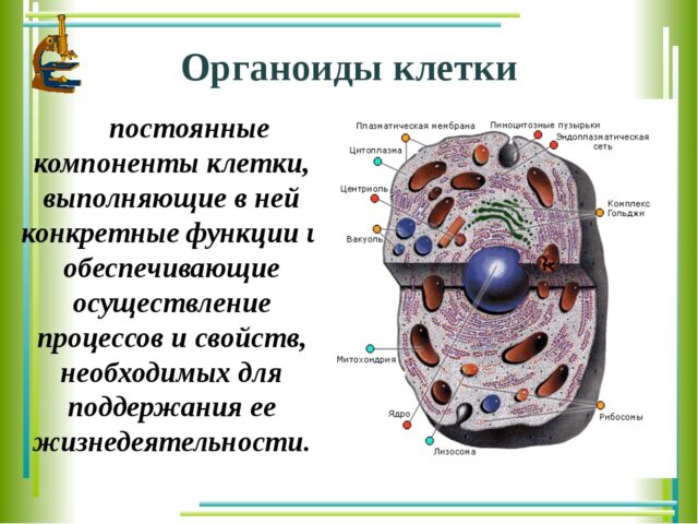 Органоиды клетки и их функции