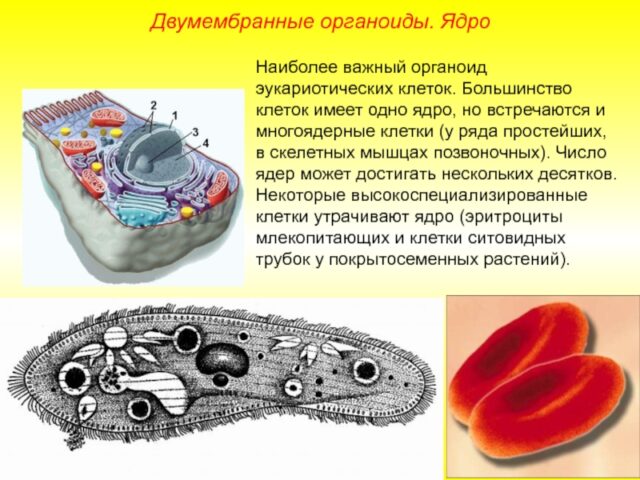 Органоиды клетки и их функции