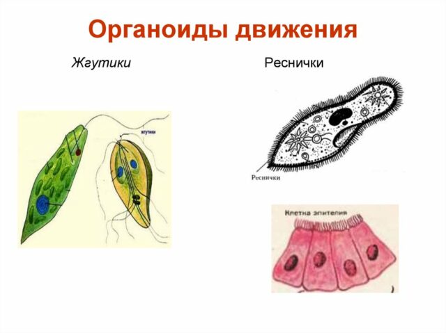 Органоиды клетки и их функции