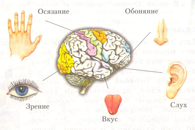 Органы чувств