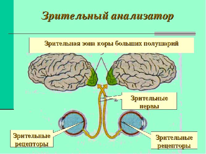 Органы чувств