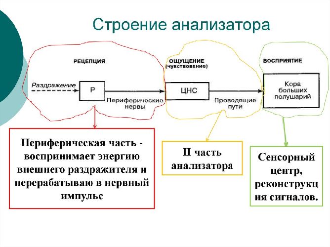 Органы чувств