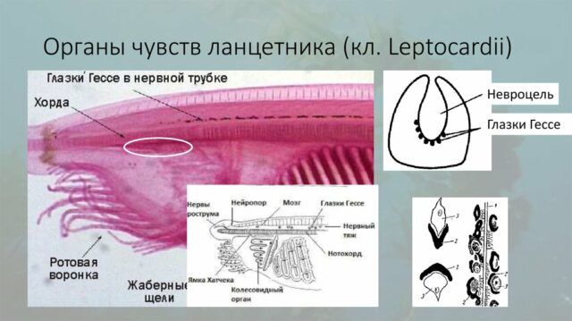 Органы чувств ланцетника