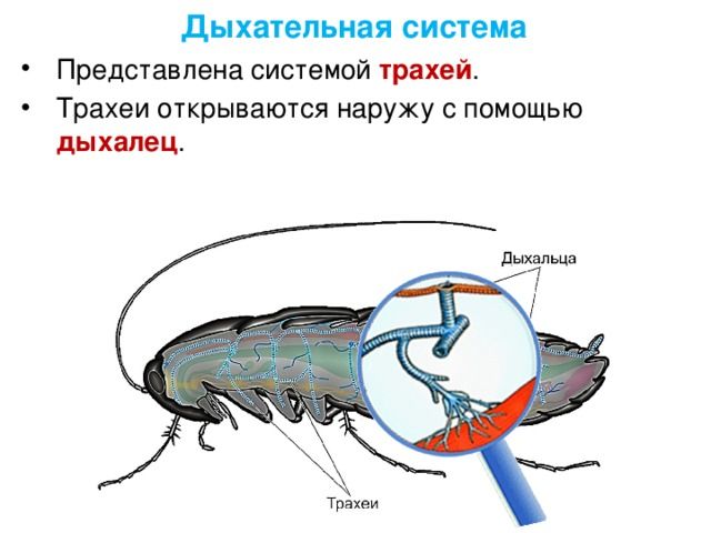 Органы дыхания насекомых