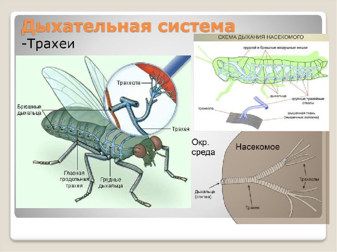 Органы дыхания насекомых