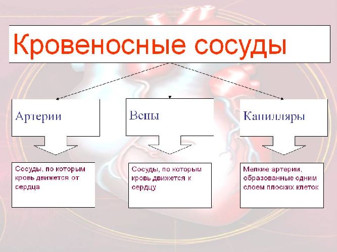 Органы кровообращения