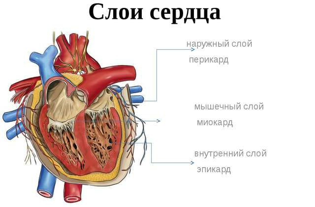 Органы кровообращения