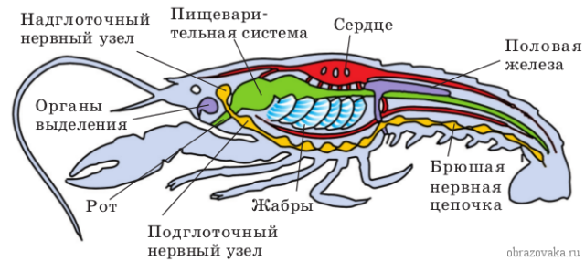 Органы выделения речного рака