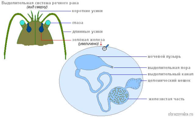 Органы выделения речного рака