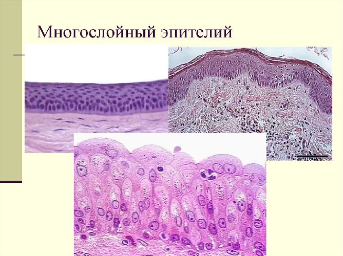 Особенности строения клеток эпителиальных тканей