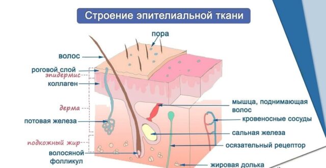 Особенности строения клеток эпителиальных тканей