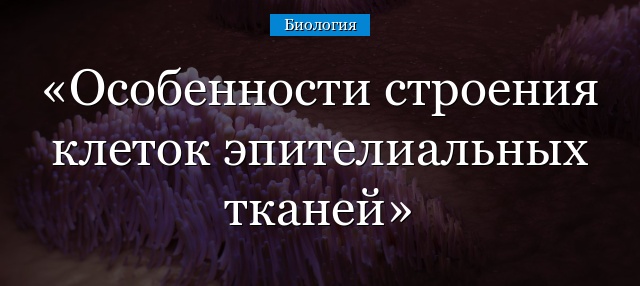 Особенности строения клеток эпителиальных тканей