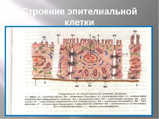 Особенности строения клеток эпителиальных тканей