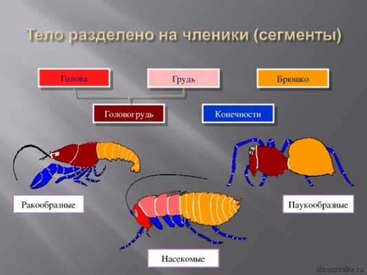 Отделы тела Членистоногих